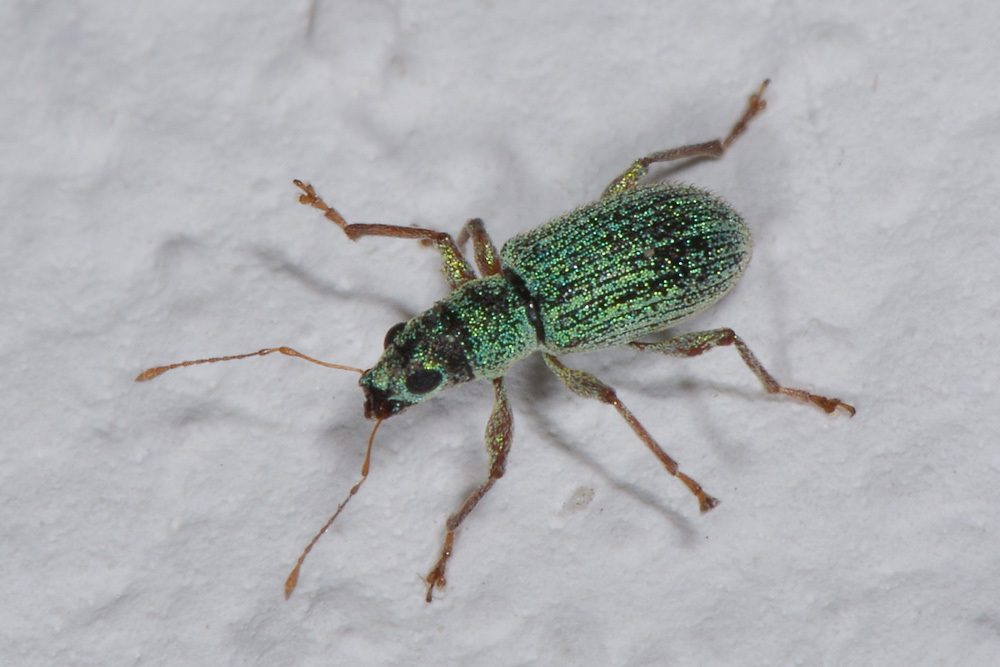 Curculionidae: Polydrusus (Conocetus) kahri